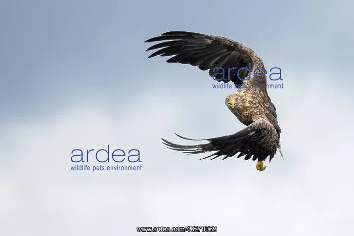 : White-tailed Eagle (Haliaeetus albicilla) ready : White-tailed Eagle (Haliaeetus albicilla) ready