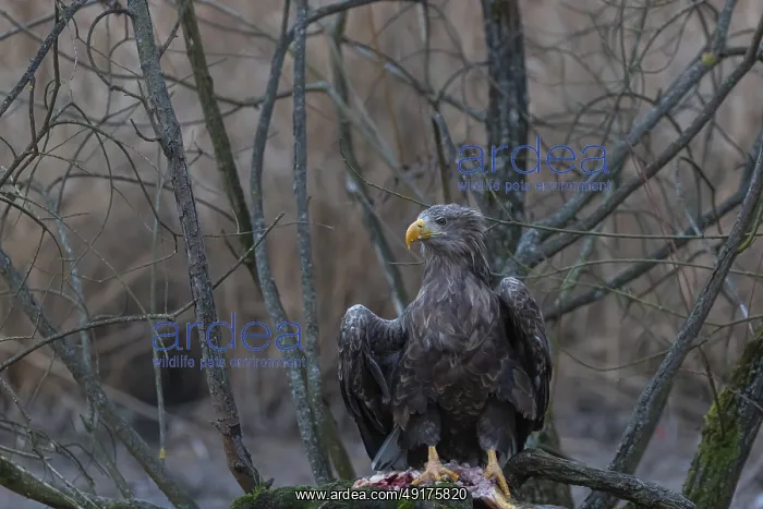 : One white-tailed eagle (Haliaeetus albicilla) sitting on a small hammock feeding on a common carp : One white-tailed eagle (Haliaeetus albicilla) sitting on a small hammock feeding on a common carp