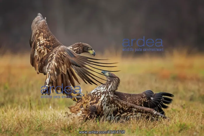: White-tailed eagle (Haliaeetus albicilla) squabbling : White-tailed eagle (Haliaeetus albicilla) squabbling