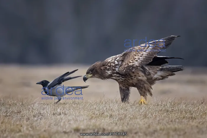 : White-tailed Eagle & Hooded Crow (Haliaeetus albicilla & Corvus cornix) : White-tailed Eagle & Hooded Crow (Haliaeetus albicilla & Corvus cornix)