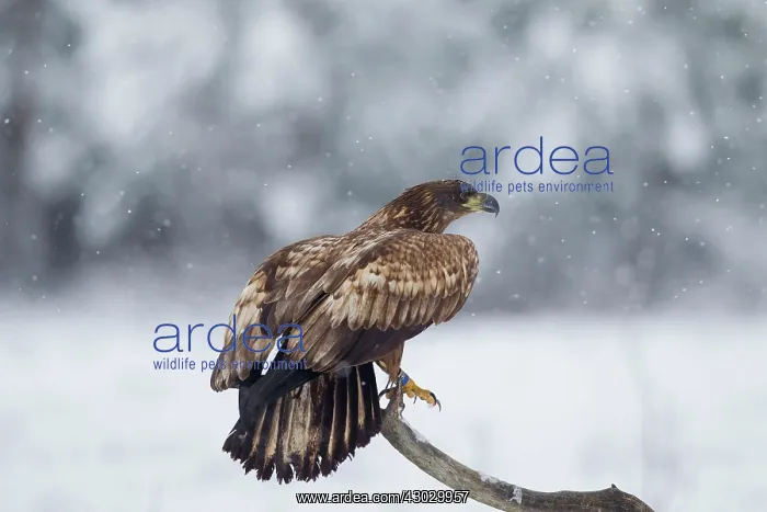  : White-Tailed Eagle juvenile