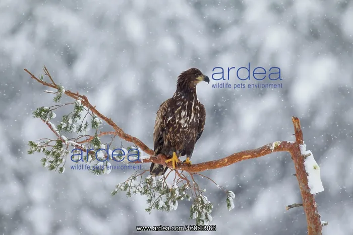  : White-Tailed Eagle juvenile