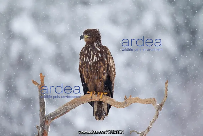  : White-Tailed Eagle juvenile