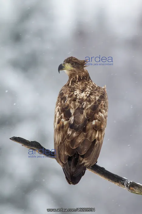  : White-Tailed Eagle juvenile