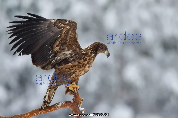  : White-Tailed Eagle juvenile