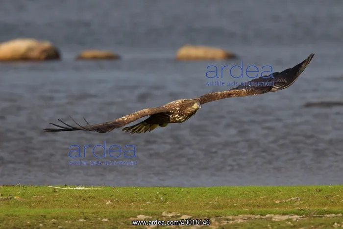 : White-Tailed Eagle juvenile bird in flight : White-Tailed Eagle juvenile bird in flight