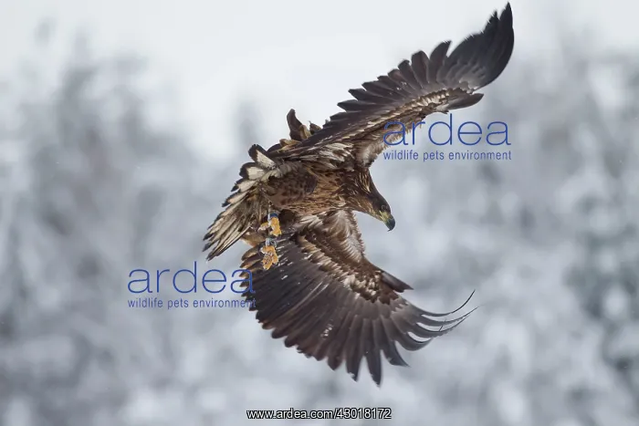: White-Tailed Eagle juvenile bird in flight : White-Tailed Eagle juvenile bird in flight