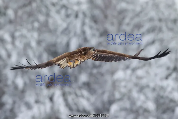 : White-Tailed Eagle juvenile bird in flight : White-Tailed Eagle juvenile bird in flight