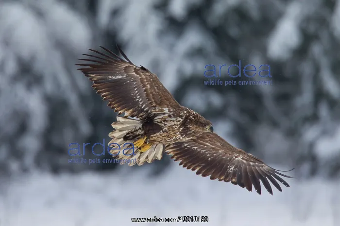 : White-Tailed Eagle juvenile bird in flight : White-Tailed Eagle juvenile bird in flight