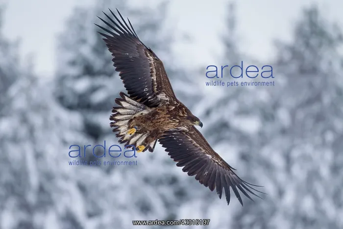  : White-Tailed Eagle juvenile bird in flight