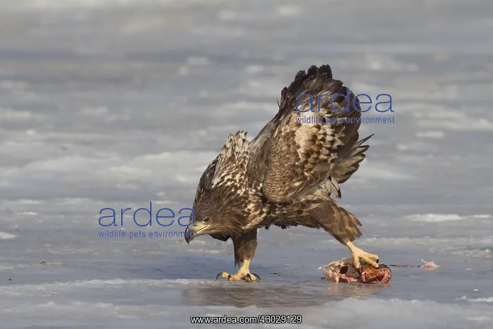 : White-Tailed Eagle - juvenile eagle with fish prey - Germany : White-Tailed Eagle - juvenile eagle with fish prey - Germany