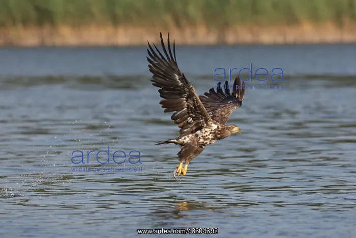 : White-Tailed Eagle - juvenile eagle in flight with : White-Tailed Eagle - juvenile eagle in flight with