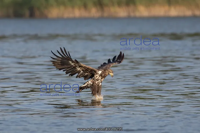 : White-Tailed Eagle - juvenile eagle in flight with : White-Tailed Eagle - juvenile eagle in flight with