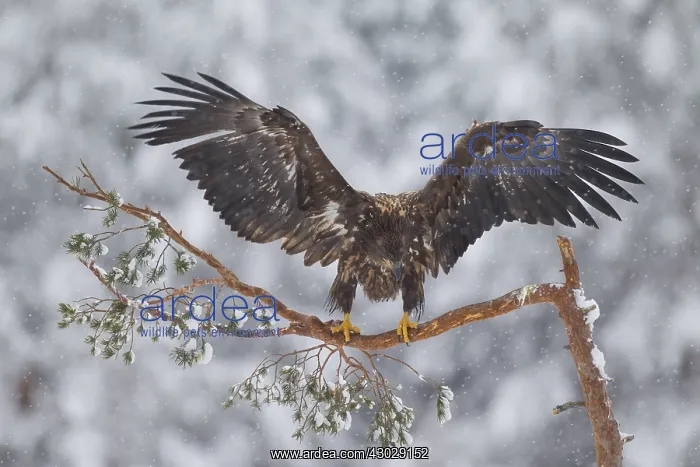 : White-Tailed Eagle - juvenile eagle resting on branch : White-Tailed Eagle - juvenile eagle resting on branch