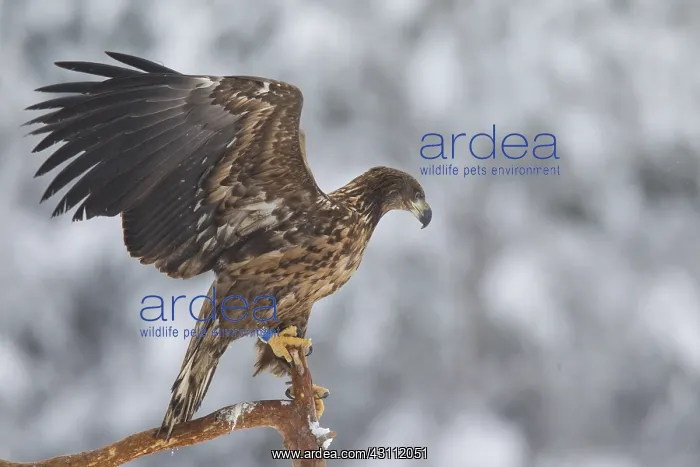 : White-Tailed Eagle - juvenile eagle resting on branch : White-Tailed Eagle - juvenile eagle resting on branch