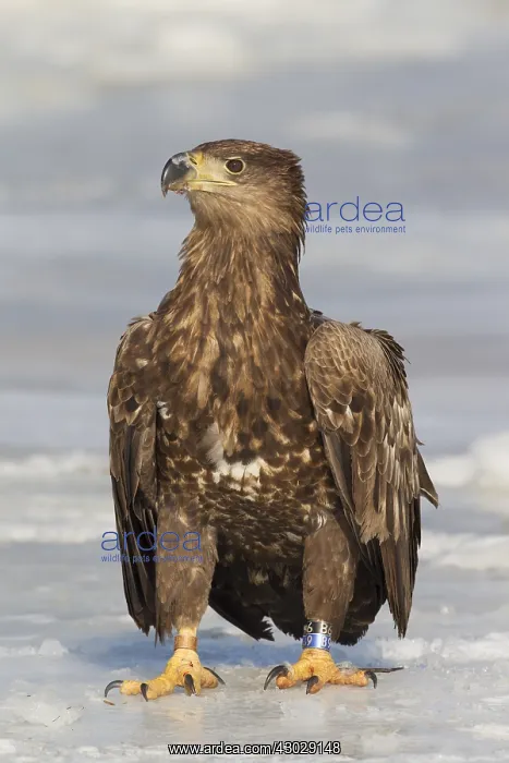 : White-Tailed Eagle - juvenile eagle standing on : White-Tailed Eagle - juvenile eagle standing on