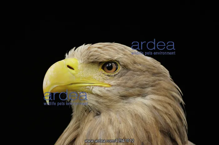 : White Tailed Eagle - portrait : White Tailed Eagle - portrait