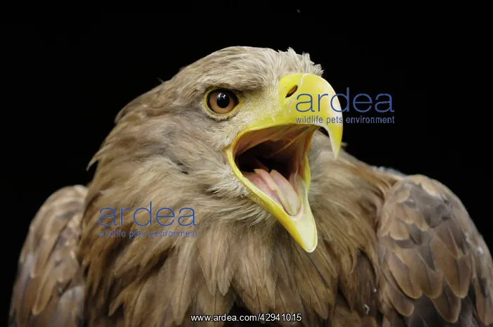 : White-Tailed Eagle - portrait : White-Tailed Eagle - portrait
