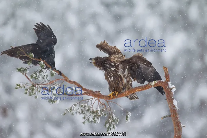 : White-Tailed Eagle Raven White-Tailed Eagle young with : White-Tailed Eagle Raven White-Tailed Eagle young with