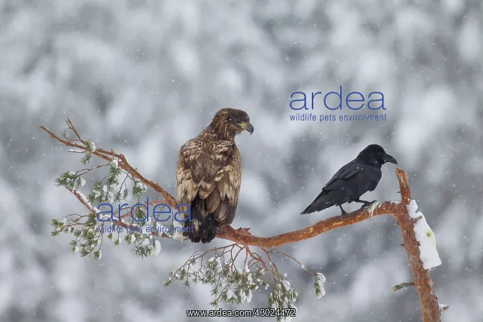 : White-Tailed Eagle Raven White-Tailed Eagle young with : White-Tailed Eagle Raven White-Tailed Eagle young with