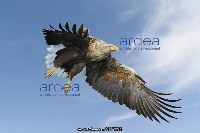 : White-tailed Eagle, Sea Eagle (Haliaeetus albicilla) impressive adult : White-tailed Eagle, Sea Eagle (Haliaeetus albicilla) impressive adult