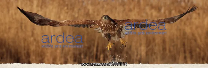 : White-tailed Eagle takeoff : White-tailed Eagle takeoff