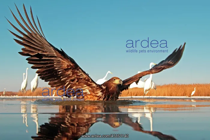 : White-tailed Eagle in water : White-tailed Eagle in water