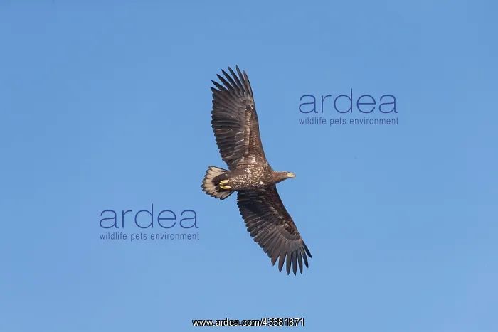 : White-Tailed Eagle - young bird in flight - Germany : White-Tailed Eagle - young bird in flight - Germany