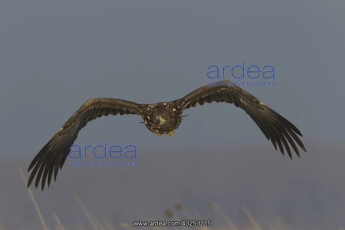 : White-Tailed Eagle - young eagle in flight - Germany : White-Tailed Eagle - young eagle in flight - Germany