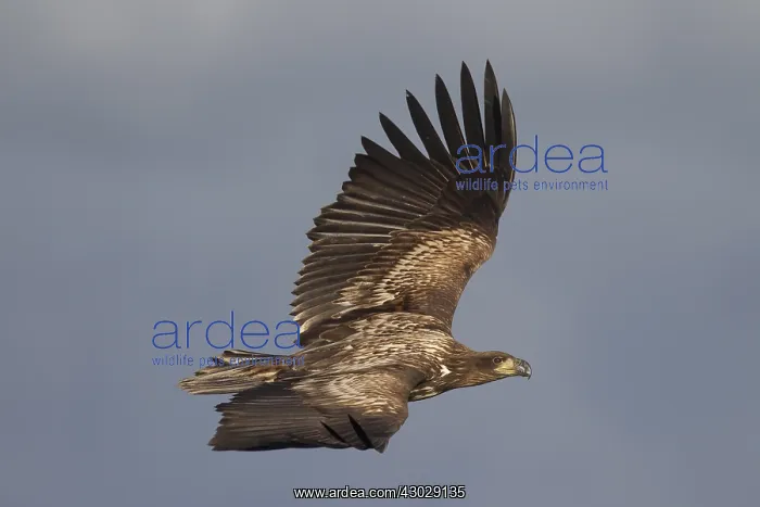 : White-Tailed Eagle - young eagle in flight - Sweden : White-Tailed Eagle - young eagle in flight - Sweden