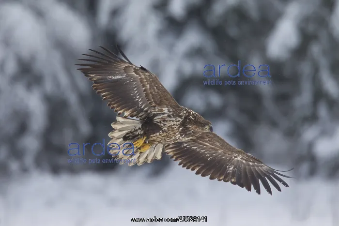 : White-Tailed Eagle - young eagle in flight - Sweden : White-Tailed Eagle - young eagle in flight - Sweden