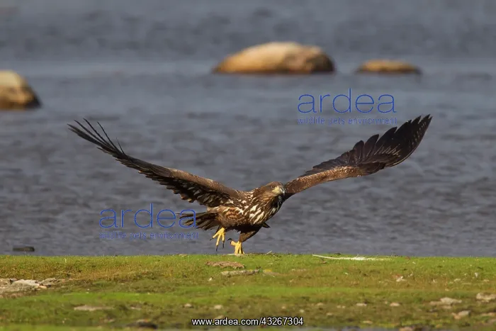 : White-Tailed Eagle - young eagle in flight - Sweden : White-Tailed Eagle - young eagle in flight - Sweden