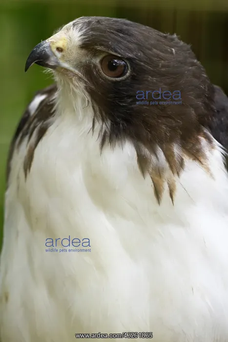 : White-tailed hawk, Buto albicaudatus (captive) : White-tailed hawk, Buto albicaudatus (captive)