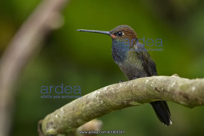: White-tailed Hillstar (Urochroa bougueri) Tatama : White-tailed Hillstar (Urochroa bougueri) Tatama