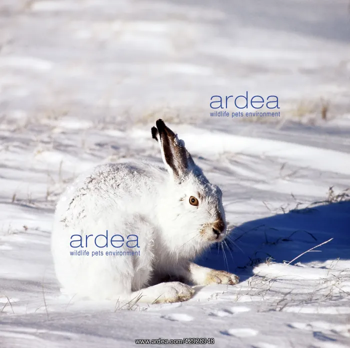  : White-tailed Jack Rabbit