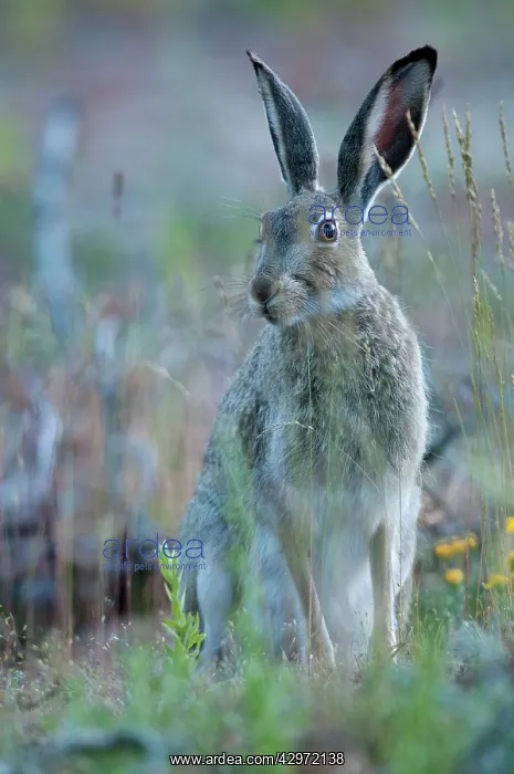 : White- tailed Jack Rabbit - alert posture sitting : White- tailed Jack Rabbit - alert posture sitting