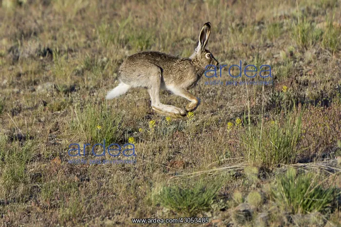 : White-tailed jackrabbit (Lepus townsendii). Montana. June : White-tailed jackrabbit (Lepus townsendii). Montana. June