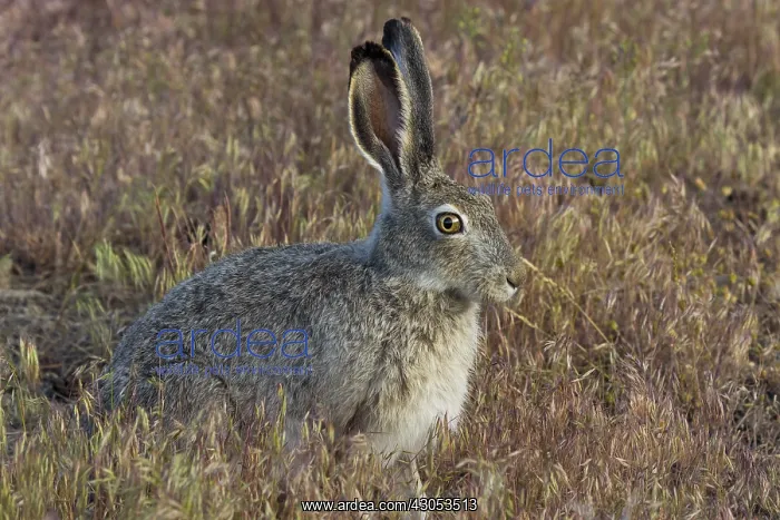 : White-tailed jackrabbit (Lepus townsendii). Montana. June : White-tailed jackrabbit (Lepus townsendii). Montana. June