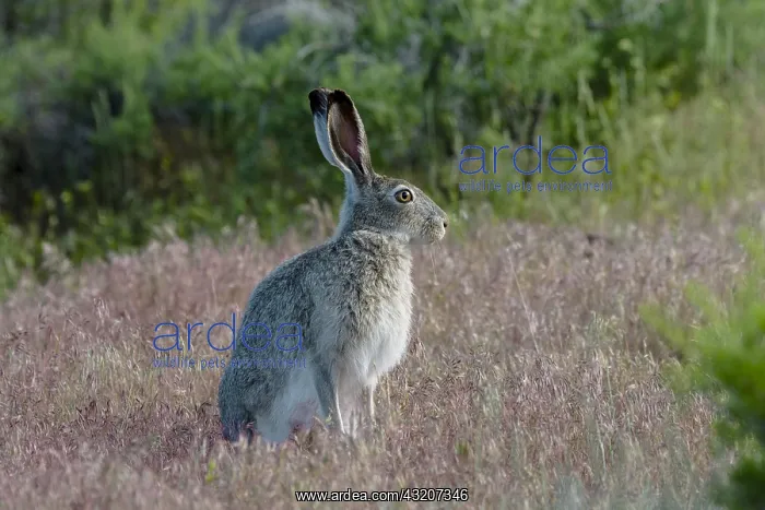: White-tailed jackrabbit (Lepus townsendii). Montana. June : White-tailed jackrabbit (Lepus townsendii). Montana. June