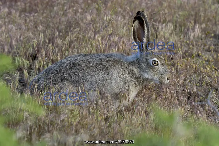 : White-tailed jackrabbit (Lepus townsendii). Montana. June : White-tailed jackrabbit (Lepus townsendii). Montana. June