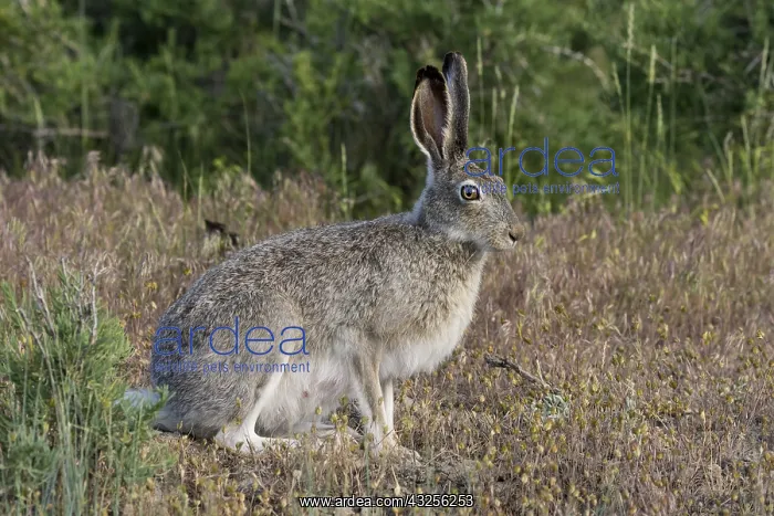 : White-tailed jackrabbit (Lepus townsendii). Montana. June : White-tailed jackrabbit (Lepus townsendii). Montana. June