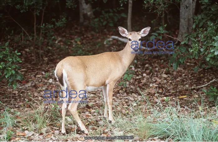 : White-tailed Key DEER - a sub-species : White-tailed Key DEER - a sub-species