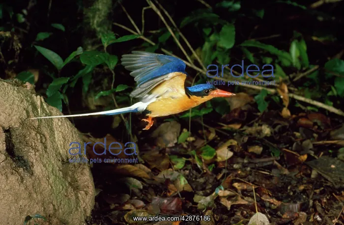: White-tailed Kingfisher - male flying from nesting : White-tailed Kingfisher - male flying from nesting