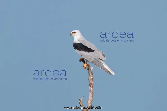 : White-tailed Kite / Black-shouldered Kite : White-tailed Kite / Black-shouldered Kite