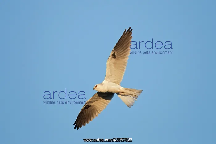 : White-tailed Kite / Black-shouldered Kite - in flight : White-tailed Kite / Black-shouldered Kite - in flight