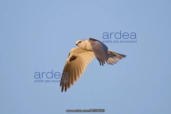 : White-tailed Kite / Black-shouldered Kite - in flight : White-tailed Kite / Black-shouldered Kite - in flight