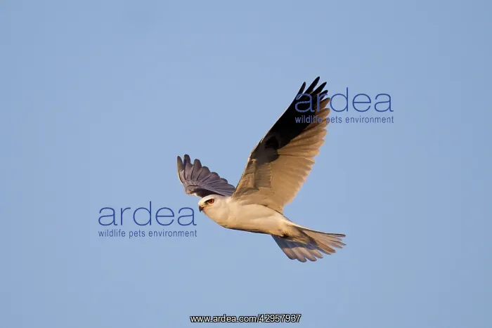 : White-tailed Kite / Black-shouldered Kite - in flight : White-tailed Kite / Black-shouldered Kite - in flight
