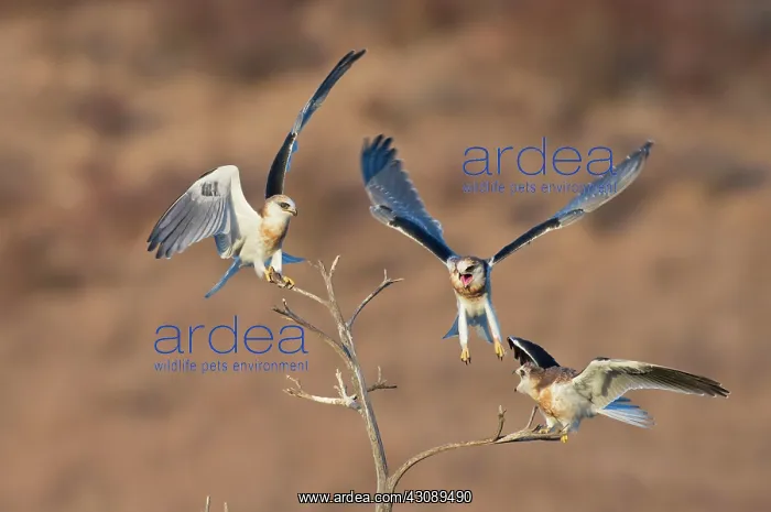 : White-tailed Kite siblings : White-tailed Kite siblings