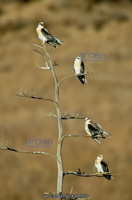: White-tailed Kite Siblings : White-tailed Kite Siblings