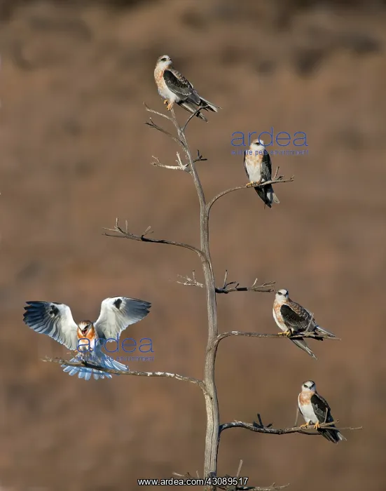 : Five white-tailed Kite Siblings : Five white-tailed Kite Siblings